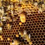 cella reale da sciamatura. tecnica apistica per apicoltori