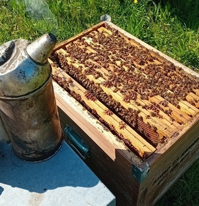 Alveare con api operaie e regina: prevenzione della sciamatura attraverso il bilanciamento della covata e delle scorte.