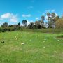 Foto panoramica della stazione di fecondazione delle api regine dell'azienda Aristoapi. Api regine selezionate