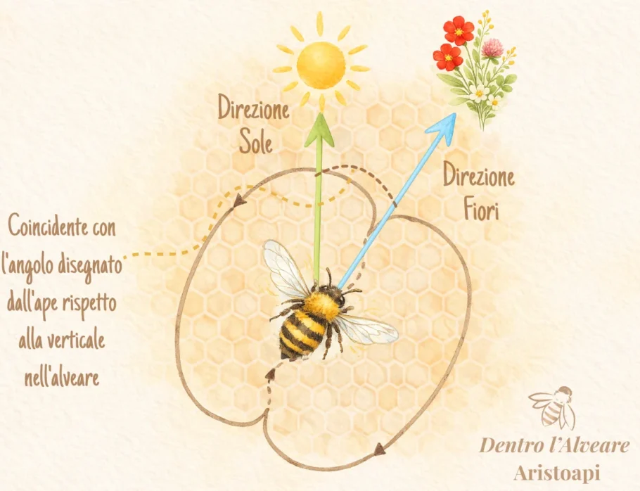 Danza delle api waggle dance schema angolo direzione distanza fiori
