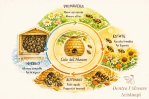 Ciclo annuale dell'alveare: nascite in primavera, logorio in estate, espulsione fuchi in autunno, sopravvivenza glomere in inverno. Le stagioni determinano quanto vive un'ape operaia